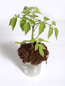 plantera tomate